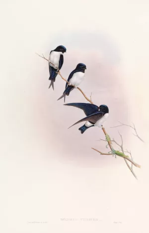 Nepal Martin-Swallow Oil painting by John Gould