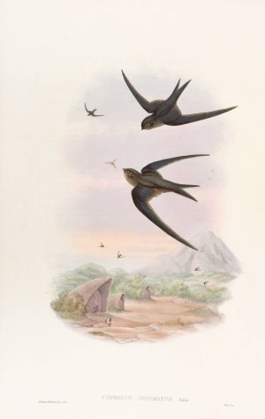 Palm Roof-Swift by John Gould Oil Painting