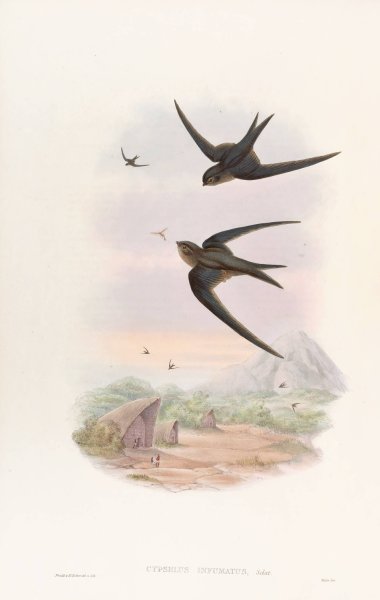 Main Product Photo of Palm Roof-Swift  Painting by John Gould