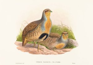 Perdix barbata by John Gould Oil Painting