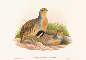 Perdix barbata Oil painting by John Gould