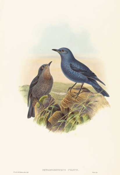 Petrocossyphus cyanus  by John Gould - Hand-Painted Oil Painting Reproduction
