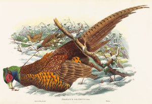 Phasianus colchicus by John Gould Oil Painting