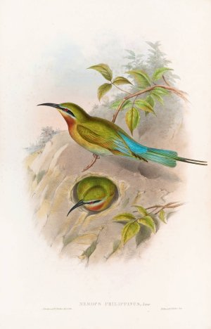 Philippine Bee-eater by John Gould Oil Painting