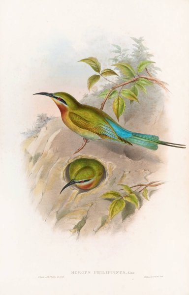 Philippine Bee-eater  by John Gould - Hand-Painted Oil Painting Reproduction