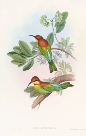 Pirik Bee-eater by John Gould Oil Painting