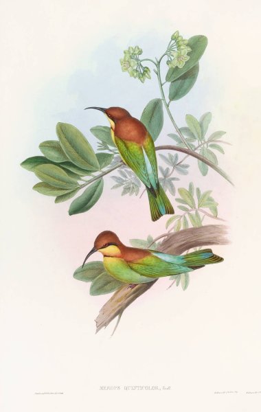 Pirik Bee-eater  by John Gould - Hand-Painted Oil Painting Reproduction