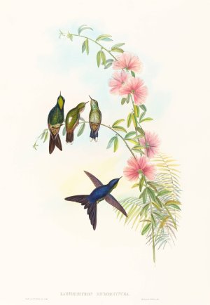 Ramphomicron microrhyncha Oil painting by John Gould