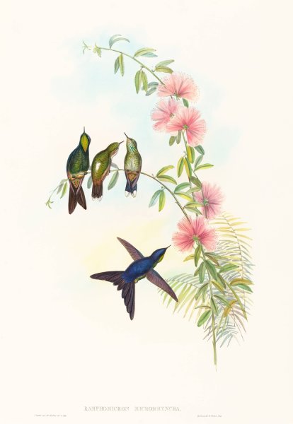 Ramphomicron microrhyncha  by John Gould - Hand-Painted Oil Painting Reproduction