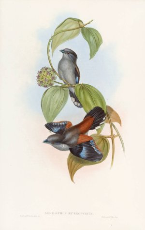 Red-backed Eurylaime by John Gould Oil Painting