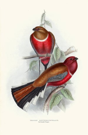 Red-Headed Trogon by John Gould Oil Painting