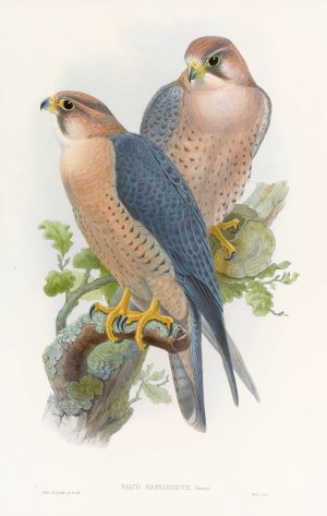 Red-naped Falcon by John Gould Oil Painting