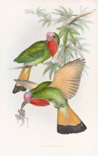 Main Product Photo of Red-throated Nyctiornis  Painting by John Gould
