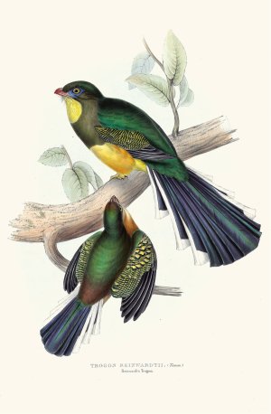 Reinwardt's Trogon by John Gould Oil Painting