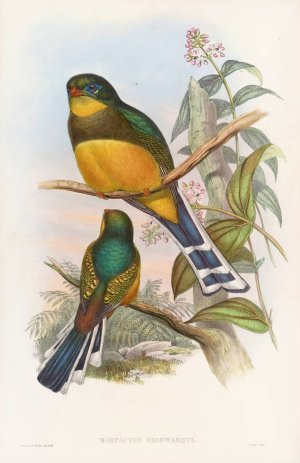 Reinwardt's Trogon by John Gould Oil Painting