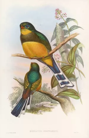 Reinwardt's Trogon Oil painting by John Gould