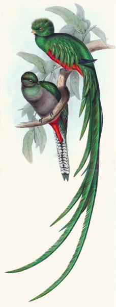 Respledent Trogon by John Gould Oil Painting