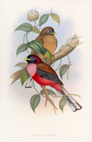 Rosy-breasted Trogon by John Gould Oil Painting