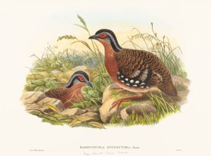 Rufous-breasted Bamboo Partridge by John Gould Oil Painting