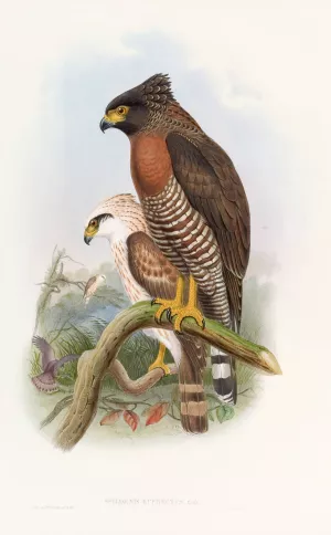 Rufous·breasted Spilornis by John Gould Oil Painting