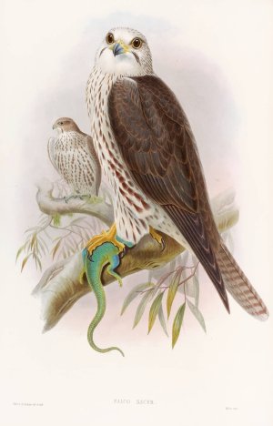 Saker Falcon by John Gould Oil Painting