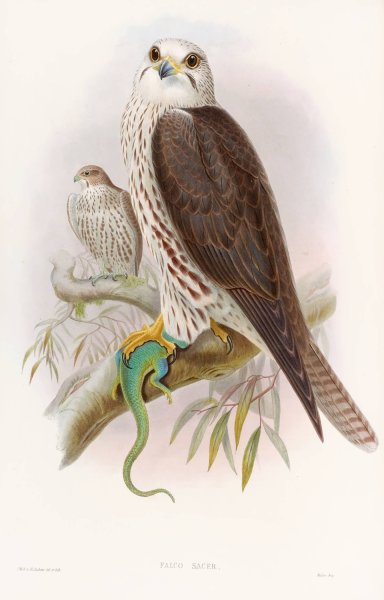 Main Product Photo of Saker Falcon  Painting by John Gould