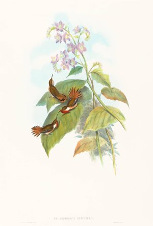 Selashorus scintilla by John Gould Oil Painting