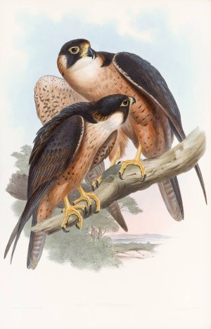 Shaheen Falcon by John Gould Oil Painting