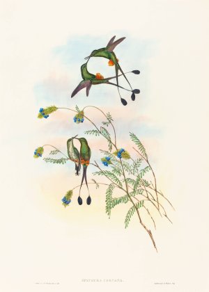 Spathura peruana by John Gould Oil Painting