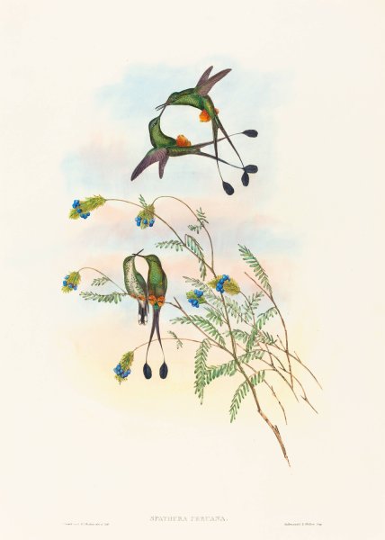 Spathura peruana  by John Gould - Hand-Painted Oil Painting Reproduction