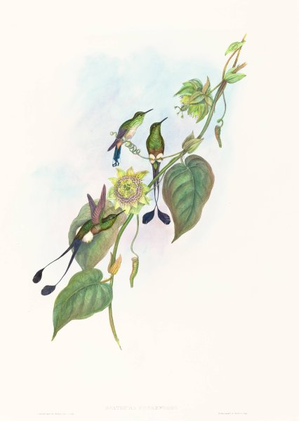 Spathura underwoodi  by John Gould - Hand-Painted Oil Painting Reproduction