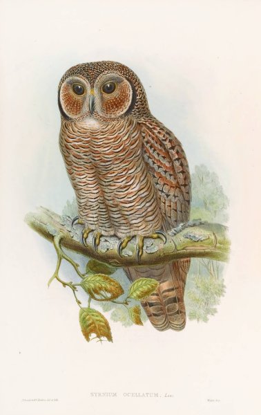 Speckled Wood-Owl  by John Gould - Hand-Painted Oil Painting Reproduction