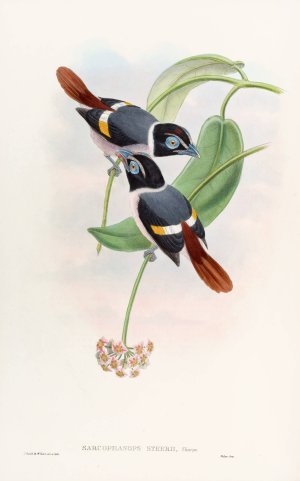 Steere's Broadbill by John Gould Oil Painting