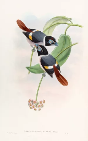Steere's Broadbill by John Gould Oil Painting