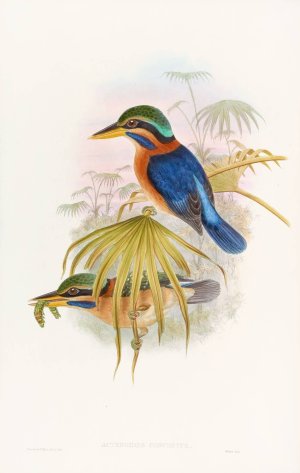 Sumatra Kingfisher by John Gould Oil Painting
