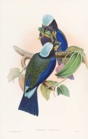 Temminck's Roller by John Gould Oil Painting
