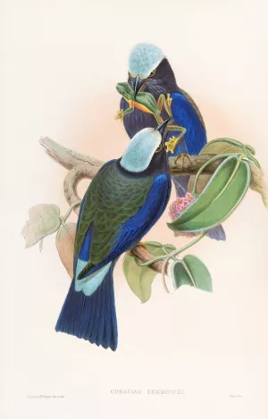 Temminck's Roller by John Gould Oil Painting