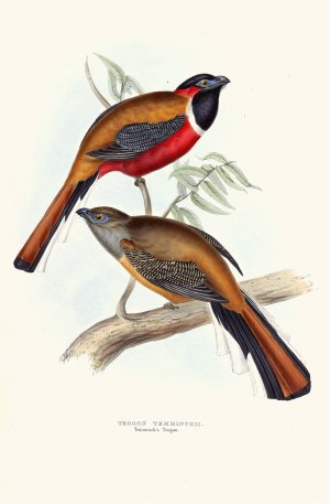 Temminck's Trogon by John Gould Oil Painting