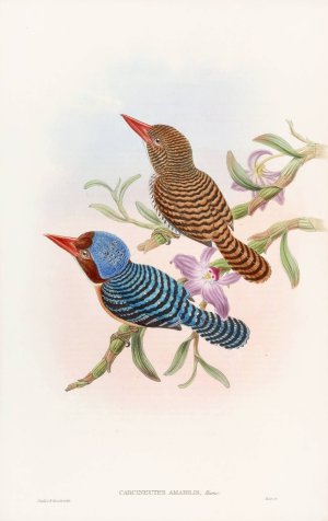 Tenasserim Kingfisher by John Gould Oil Painting