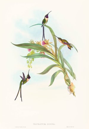 Tharmastura enicura by John Gould Oil Painting