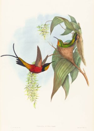Topaza pyra by John Gould Oil Painting