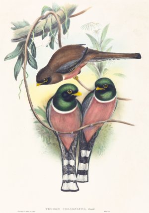 Trogan personatus by John Gould Oil Painting