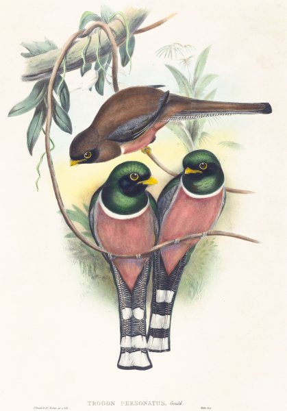Trogan personatus  by John Gould - Hand-Painted Oil Painting Reproduction