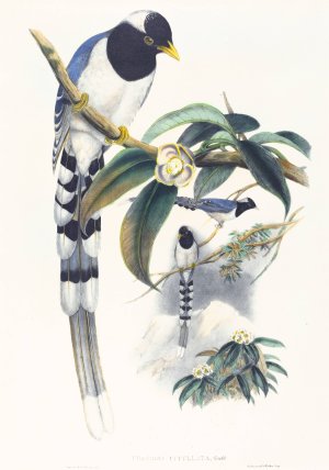 Urocissa cucullata by John Gould Oil Painting