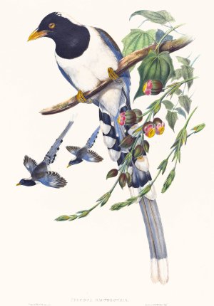 Urocissa magnirostris by John Gould Oil Painting