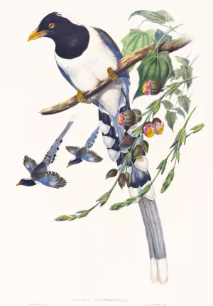 Urocissa magnirostris by John Gould Oil Painting