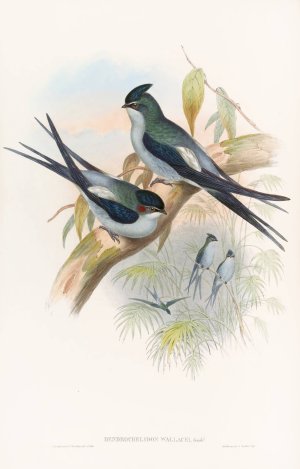 Wallace's Tree-Swift by John Gould Oil Painting