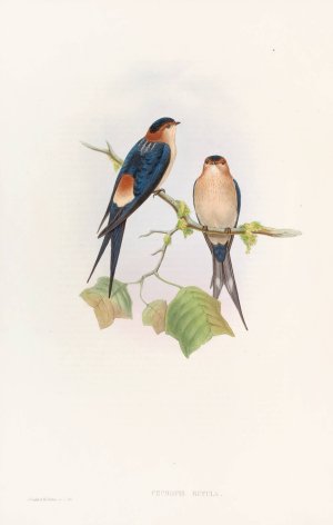 Western Mosque-Swallow by John Gould Oil Painting