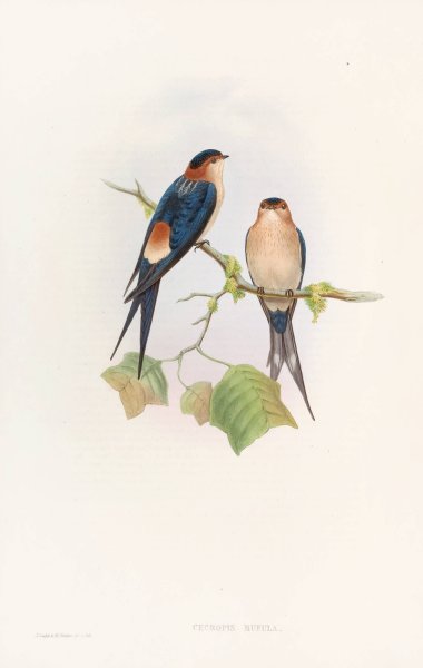 Western Mosque-Swallow  by John Gould - Hand-Painted Oil Painting Reproduction