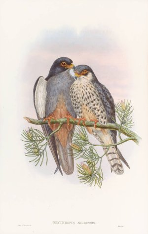 White-winged Red-footed Kestrel by John Gould Oil Painting
